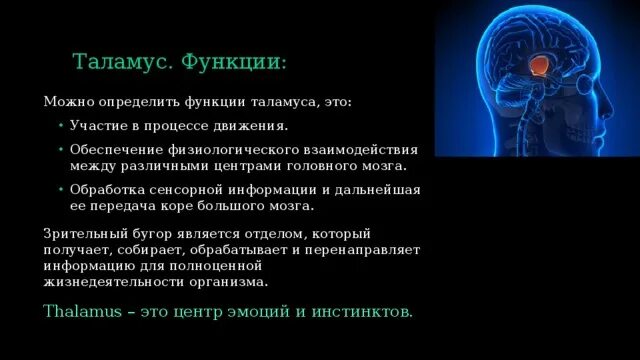 Функции таламуса промежуточного мозга. Таламус строение и функции таблица. Функции таламуса физиология. Промежуточный мозг таламус функции кратко. Функции зрительных Бугров таламуса.