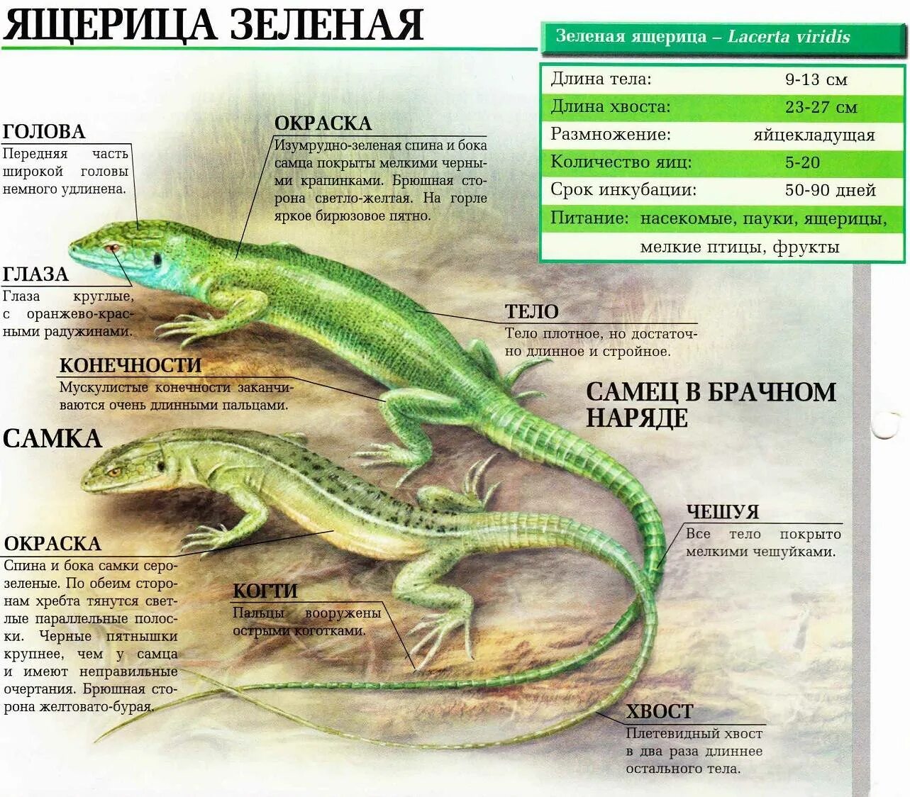 Какое развитие у прыткой ящерицы. Ящерица прыткая Тип питания. Пресмыкающиеся прыткая ящерица. Зеленая прыткая ящерица. Прыткая ящерица самец.