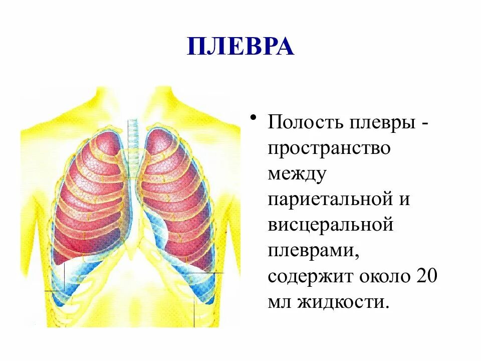 Париетальная и висцеральная плевра. Висцеральная (легочная) плевра. Плевра и плевральная полость. Дыхательная система плевра.