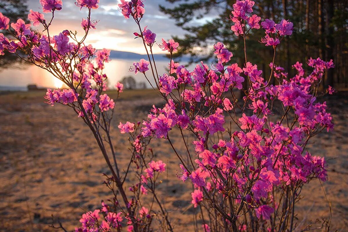 Верба кустовая. Верба, вербы дерево. Куст март. Верба тальник дерево. Кустарник ива верба.