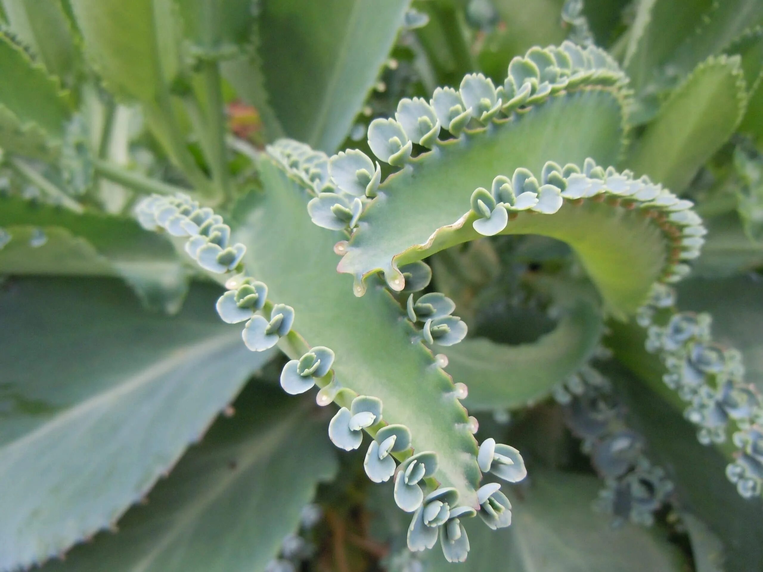 Какое каланхоэ лечебное. Каланхоэ бриофиллум Дегремона. Kalanchoe schizophylla. Каланхоэ остролистный. Каланхоэ перистое и Дегремона.