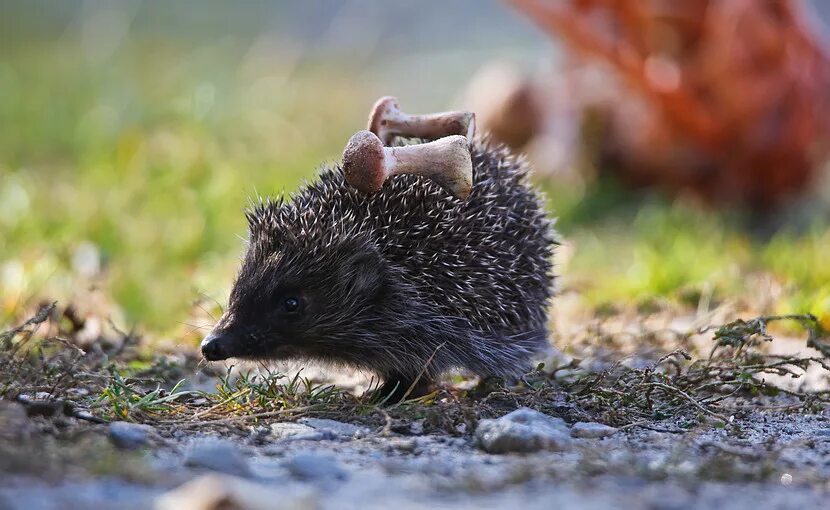 Ягель-ёж. Ежик запасается на зиму. Животные готовятся к зиме. Ёж делает запасы. Ежик запасается на зиму.
