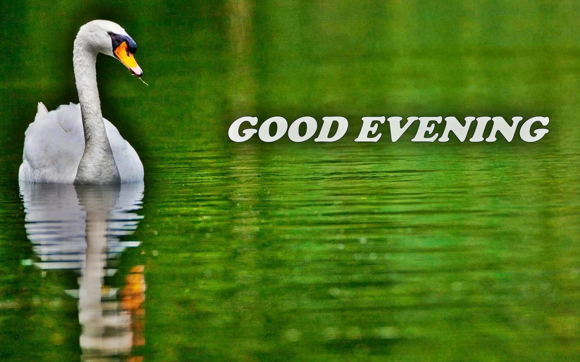 Good evening believe. Good evening. Good evening картинки красивые. Открытки гуд ивнинг. Гуд ивнинг гифки.