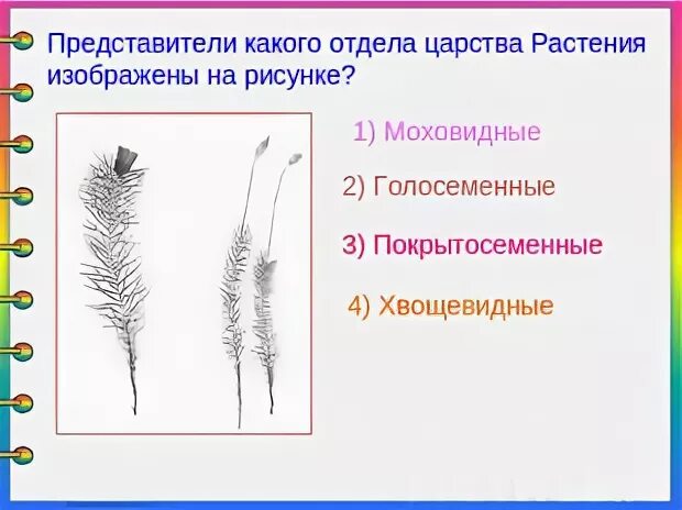 На рисунке изображён представитель. Споры какого растения изображены на рисунке. Споры какого растения изображены на рисунке. Какие растения изображены на рисунках. Споры какого растения изображены на рисунке.