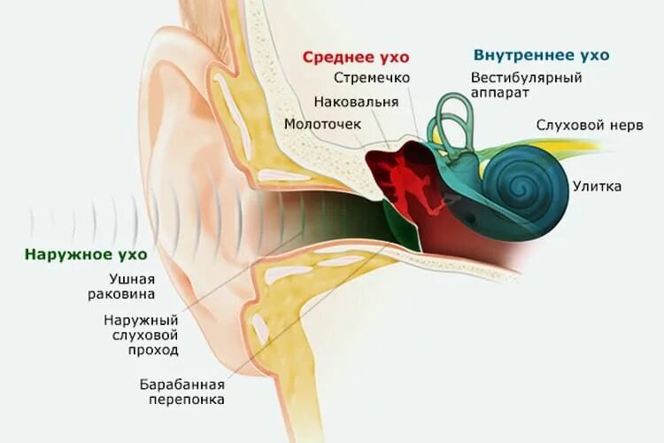 Звук оглушения в ушах. Шум звон в ушах причины. строение уха и вестибулярного аппарата. строение уха. среднее и внутреннее ухо.