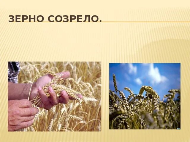 Созревающие зерна