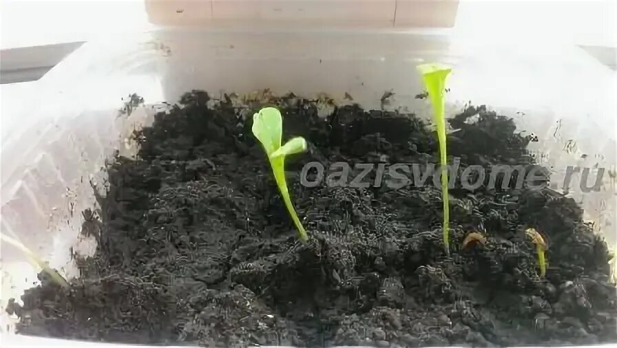 Когда сажать ноготки на рассаду. Ростки календулы. календула всходы. календула взошла. ноготки всходы.