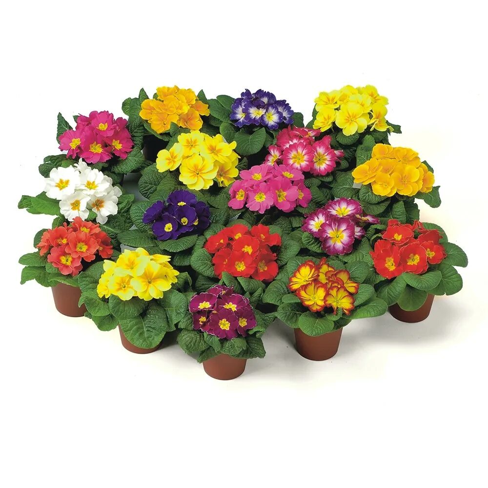 примула парадизо микс. примула франческа. примула d10. примула d10. примула пародисо мид.