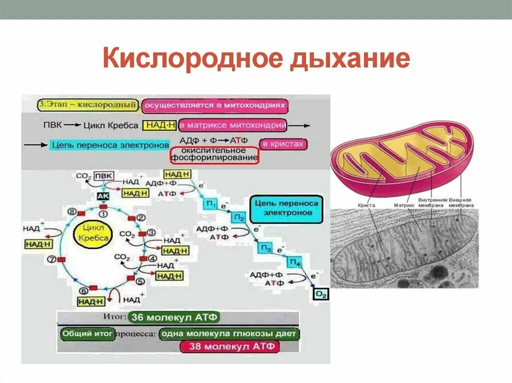 Окисление органических веществ в клетках. Кислородный этап в митохондриях схема. Схема клеточного дыхания в митохондриях ЕГЭ. Кислородный этап энергетического обмена схема. Схема кислородного этапа клеточного дыхания.