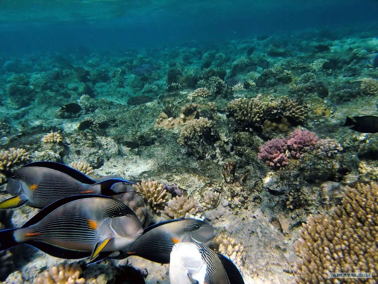 Рыбы в шармаль шейхе. Море египта рыбы. Красное море шарм-эль-шейх. Коралловый риф в шарм эль шейхе. Красное море шарм-эль-шейх.