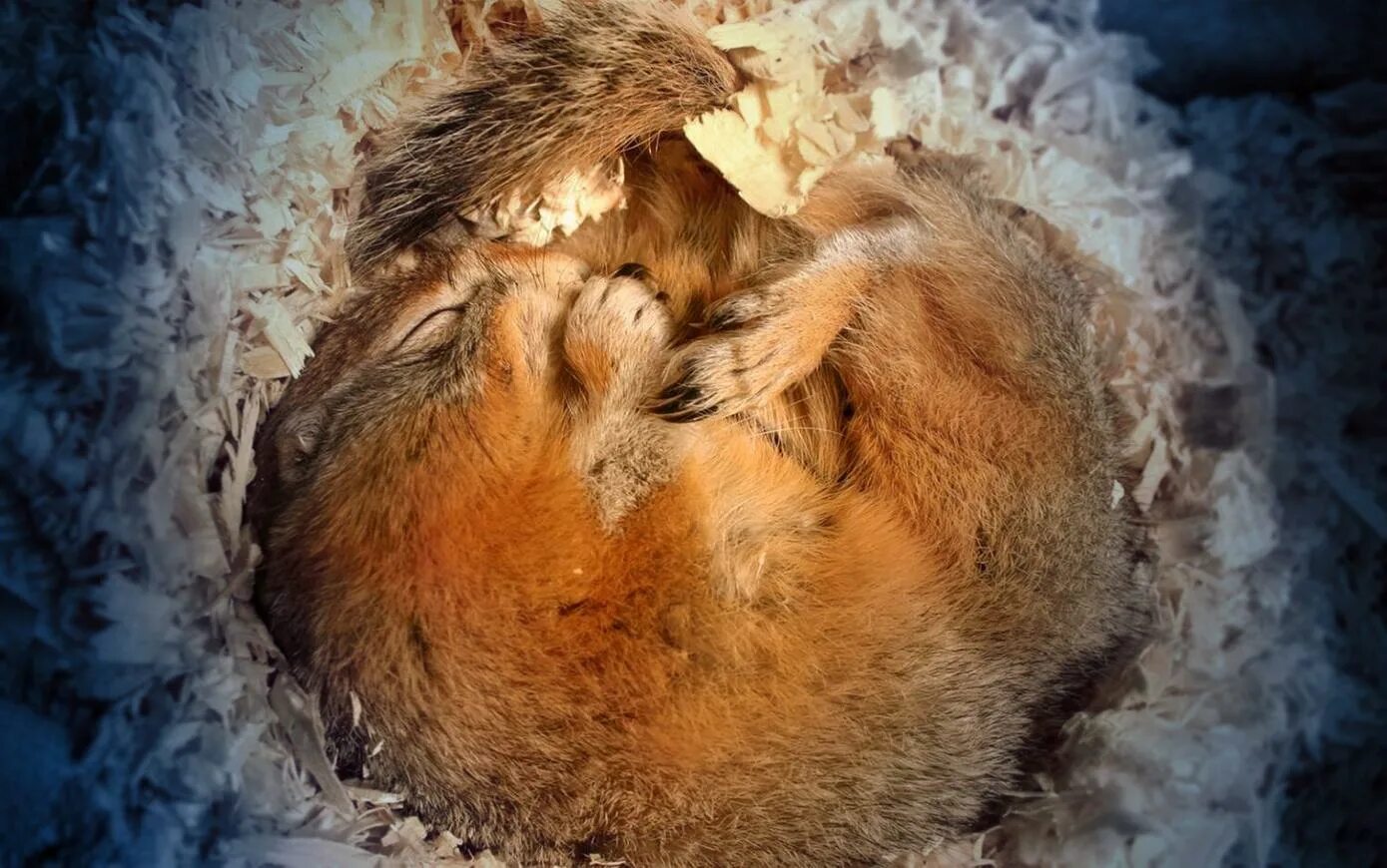 Мэдвэд в бэрлогэ взимнюю спиачкэ. Бурый медведь в берлоге зимой. Спящий суслик. Енот-полоскун в спячке. Спящий медведь.