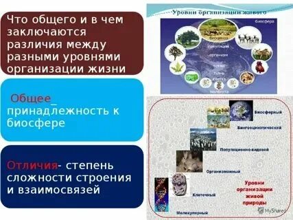 Различные и разные в чем отличия