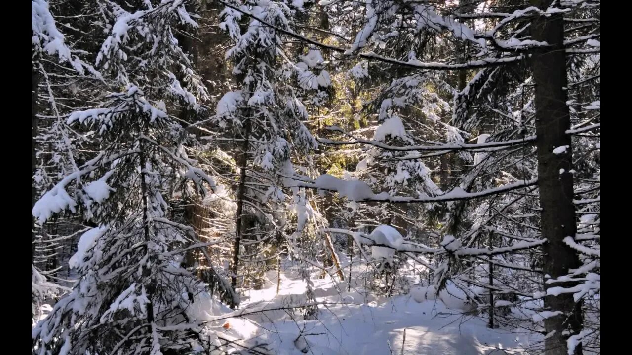 Впр на склоне зимы веселее становится февральский. Леса Ковровского района. Привал зимний февральский лес. Февральный лес. Пред февральский лес.