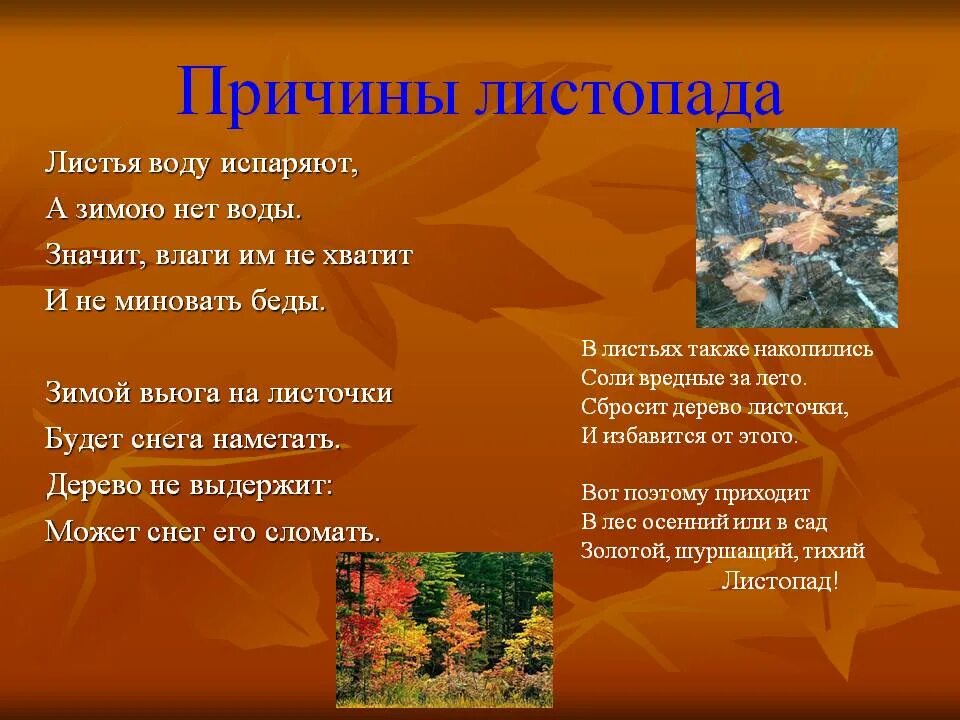 Причины листопада. Причины листопада осенью. Почему бывает листопад. Причины листопада биология. Биология 6 класс тема листопад