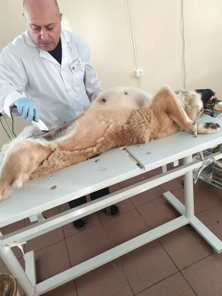 ветврач казань. ветеринарная клиника добрый доктор на луначарского. ветврач казань. ветеринарная клиника казань. рихарда зорге 48 ветклиника.