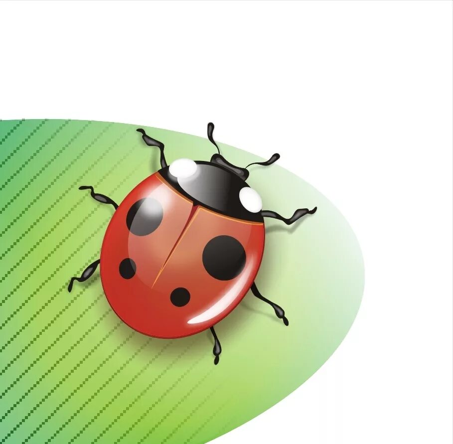 рисунок жучки. божья коровка на прозрачном фоне. жучок для детей. божья коровка для детей. божья коровка на прозрачном фоне.