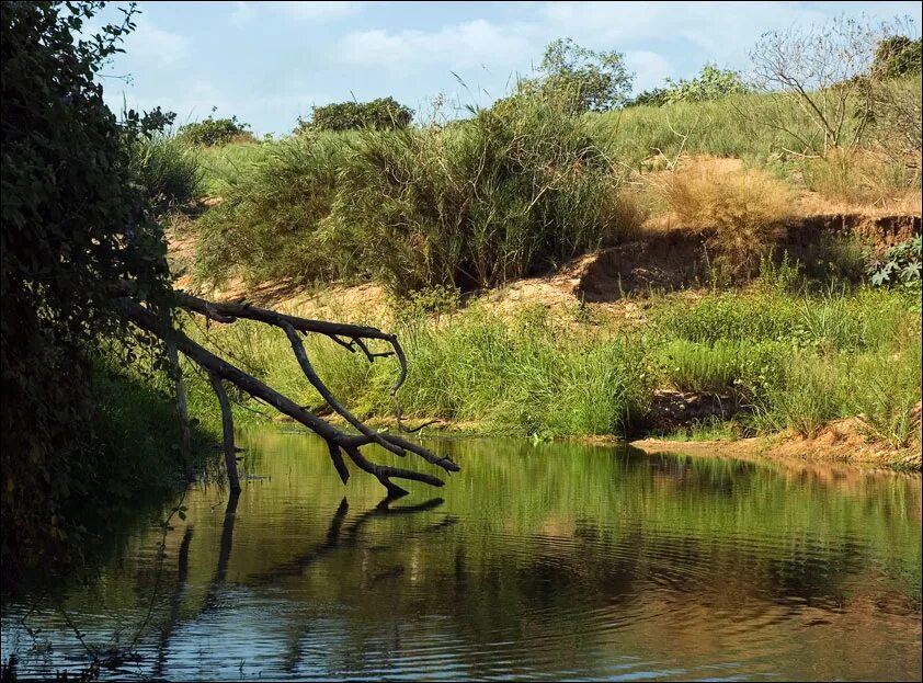 Кривицкие буды. Село Кривицкое Украина. Тихая заводь фото. Речка стригосла Кривицкие буды. Гифка в тихой заводи.