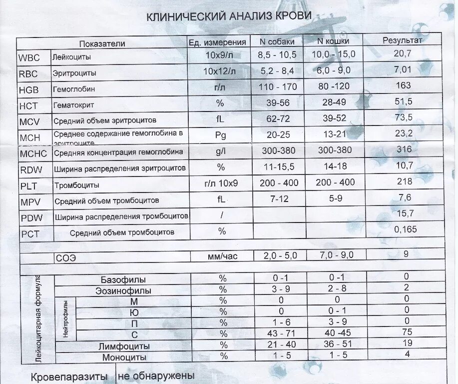 Анализ крови норм тест. Общий анализ крови клинический анализ крови расшифровка. Клинический анализ крови собаки норма и расшифровка. Показатели клинического анализа крови собаки. Общий анализ крови нормы у взрослых собак.