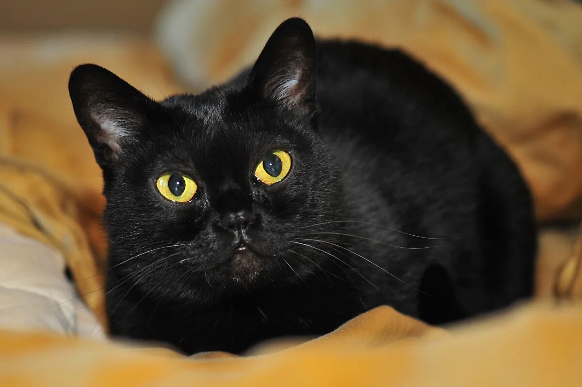 Кот с желтыми глазами порода. Бомбейская кошка. Кошка породы Бомбей. Британская Бомбейская кошка. Чёрная кошка порода Бомбейская.