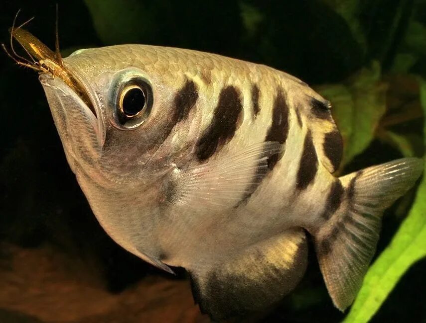 рыба брызгун. окунь брызгун. полосатый брызгун. брызгун мраморный аквариумная рыбка. полосатый брызгун.