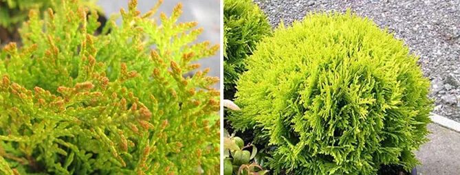 Туя меняет цвет. Туя Мириам. Туя шаровидная Мириам.. Туя Западная Мирьям. Туя Западная Mirjam.