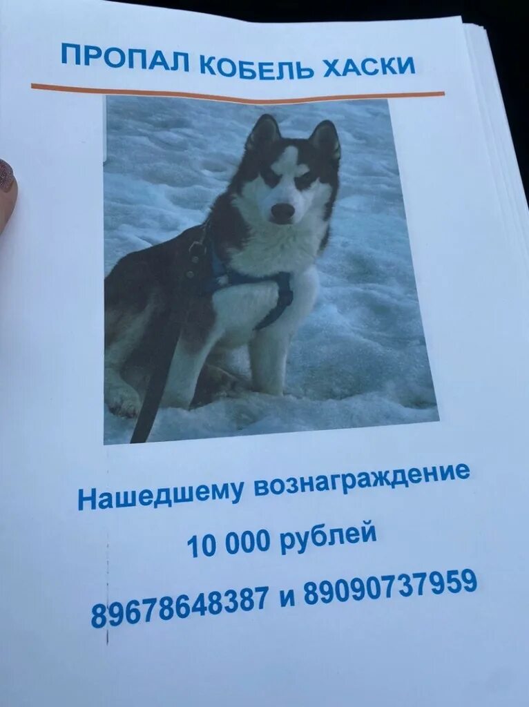 Нашедшему вознаграждение. Пропал кот вознаграждение. Пропала хаски шуя. Имя гретта для собаки что означает. Нашедшему вознаграждение.