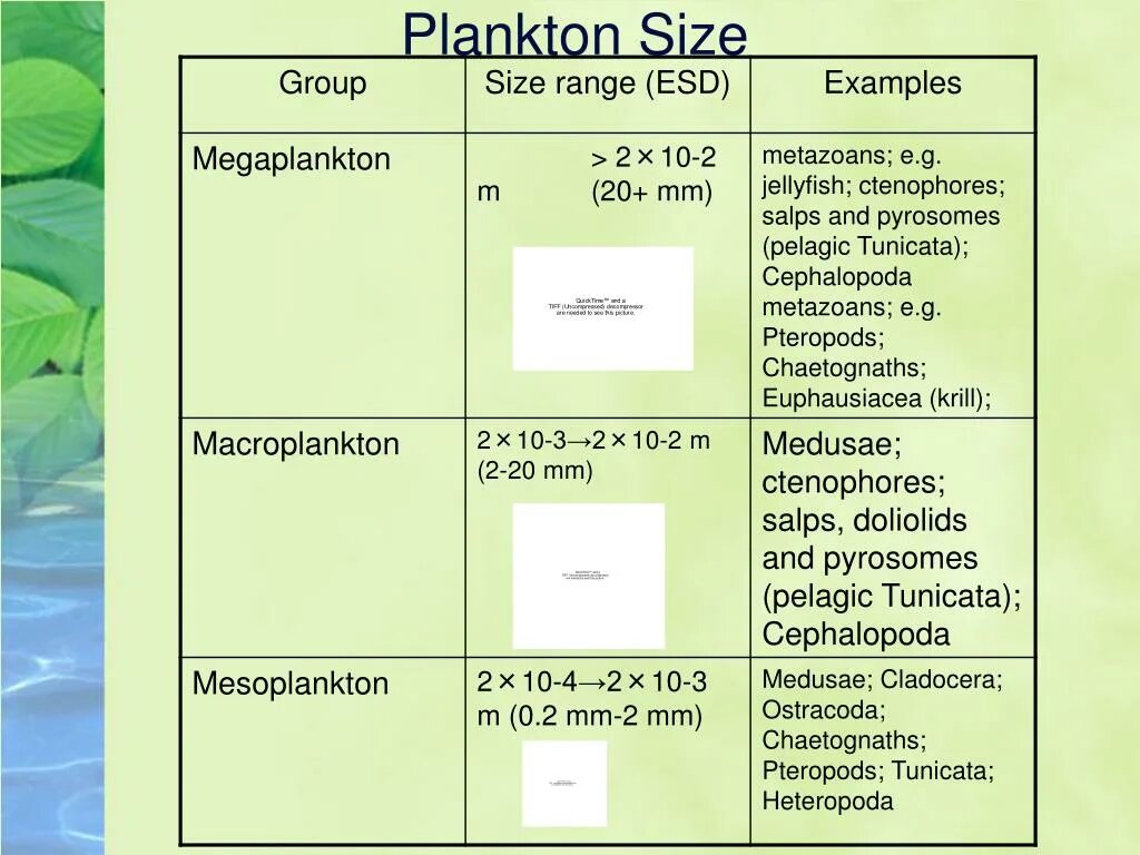 Какое количество планктона в кг. Планктон классификация. Планктон размер. Классификация планктона по размеру. Размер фитопланктона.