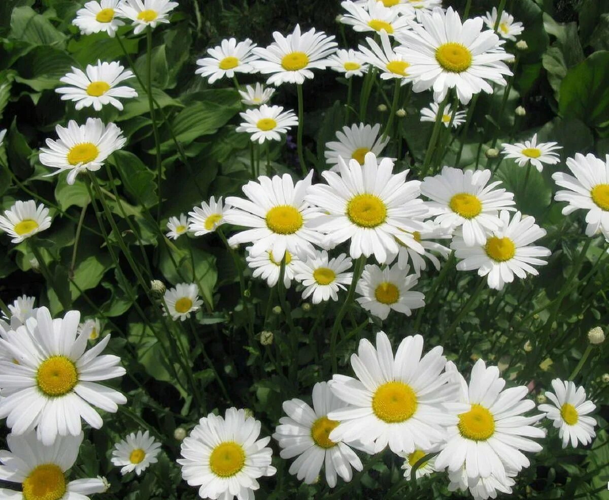 Поповник курильский. Ромашка разновидности фото. Нивяник обыкновенный leucanthemum vulgare. Леукантемум белый. Ромашка разновидности фото.