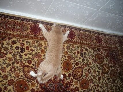 Котенок на ковре