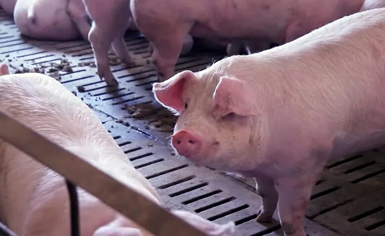 Свинья загуляла. Свинья загуляла. Признаки что свинья гуляет. Свинья загуляла. Спаривание свиноматок.