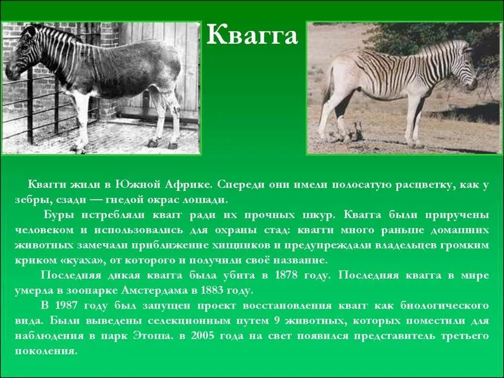 Главной причиной исчезновения некоторых видов животных
