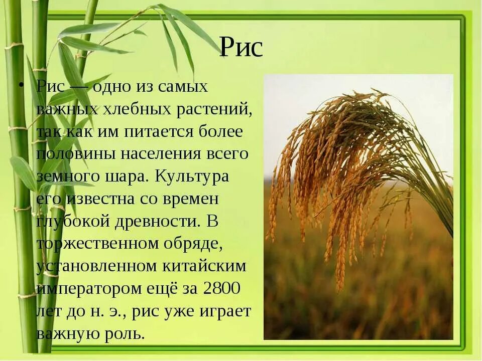 Род злаковых. Рис семейство злаковые. Культурные злаковые растения. Зерновые культуры семейства злаковых. Сообщение о злаковых растениях.