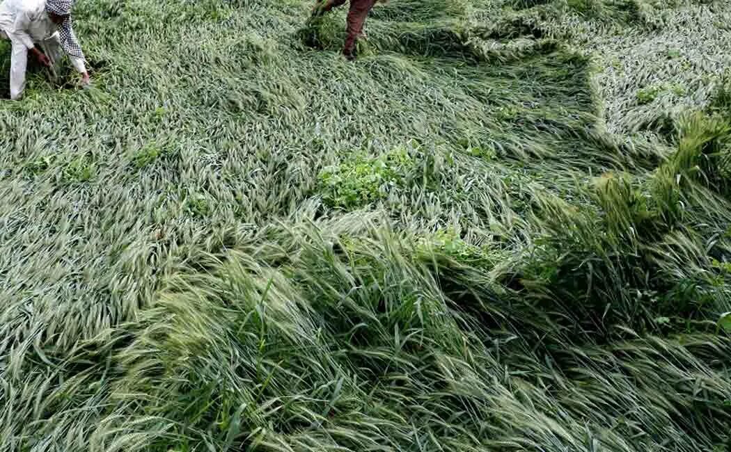 Rain in Farm. Rainy Farm. Rain damage