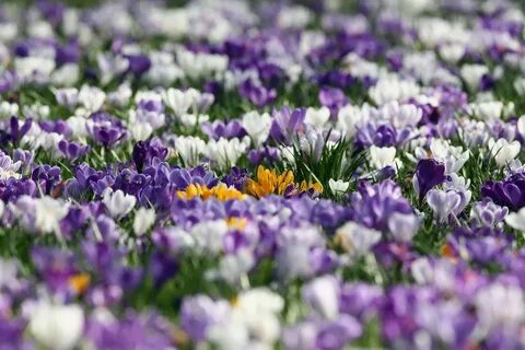 Weather spring