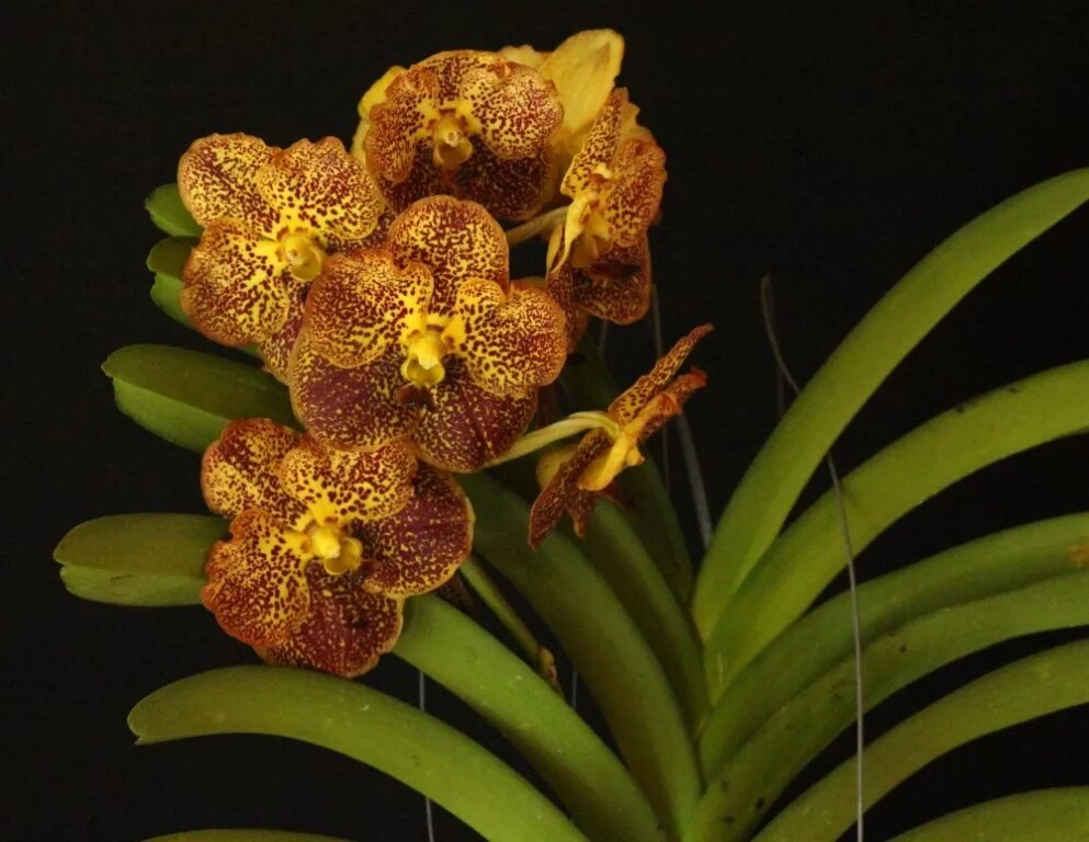 Малазийская Золотая Орхидея. Орхидея золото Кинабалу. Золотой Кинабалу цветок. Золотая Орхидея Малайзия. Золото кинабалу