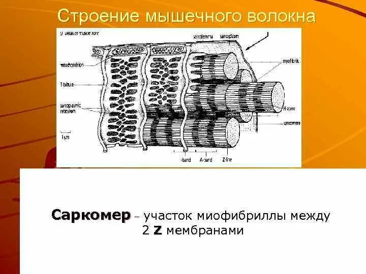 Каким номером на рисунке обозначена миофибрилла. Строение мышцы миофибриллы. Строение саркомера мышечного волокна гистология. Строение саркомера миофибриллы мышечного волокна. Специфический мембранный аппарат мышечного волокна.