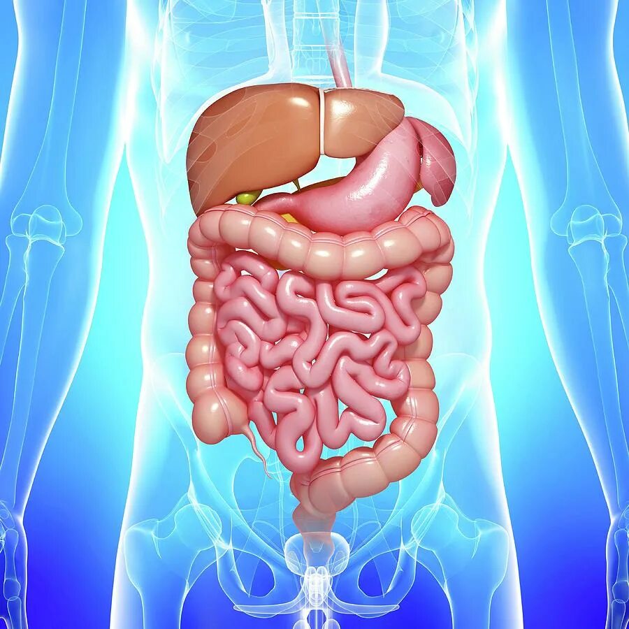 Проблемы с желудком и кишечником. Проблемы с пищеварением. Органы человека печень кишечник.