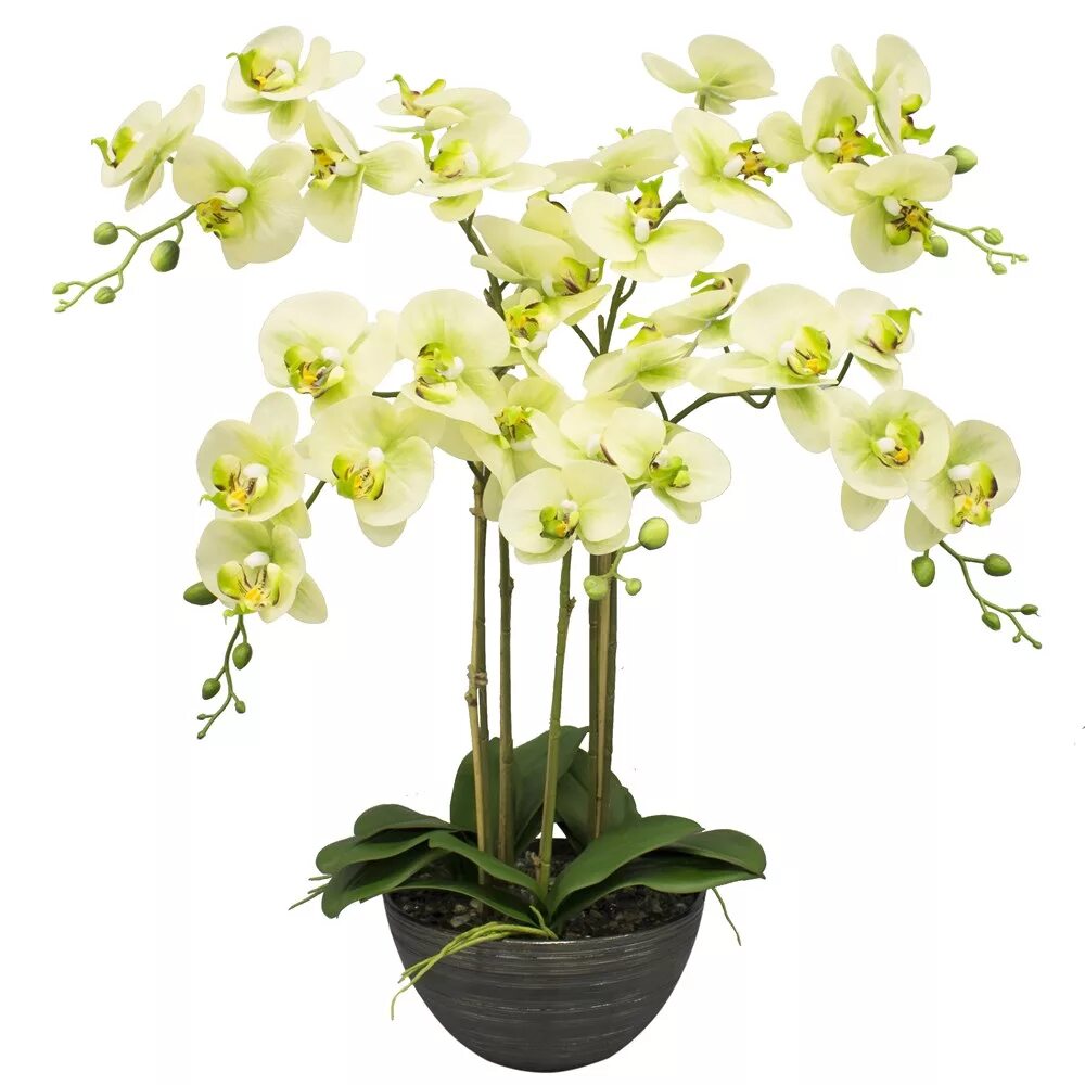 Купить орхидею в саратове. Орхид22. Орхидея Вилльда орхид22. Фаленопсис салатовый в горшке. Орхидея фаленопсис Минск.