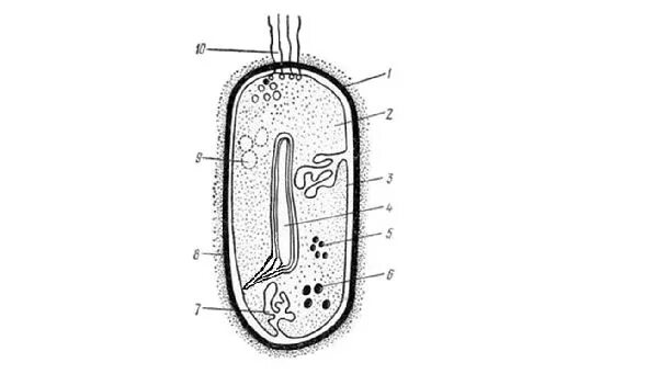 Строение бактериальной клетки ЕГЭ биология. Строение бактериальной клетки ЕГЭ. Строение бактериальной клетки рисунок ЕГЭ. Бактериальная клетка рисунок ЕГЭ.