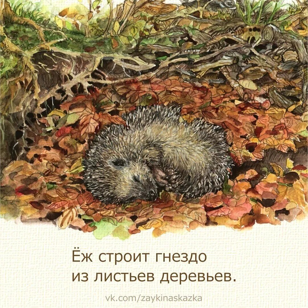 Некоторые ежики являются кустами все кусты любят