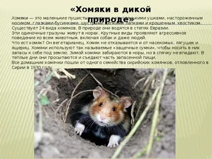 Хомяки уходят в спячку