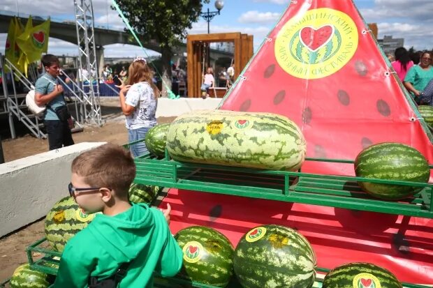 Арбуз весит 10 килограмм. Камышинский Арбузный фестиваль 2023. Первый Арбуз весит 6 кг 700 г. Арбуз на весах.