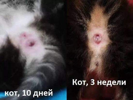 Как определить пол кошки. Как определить пол кошки