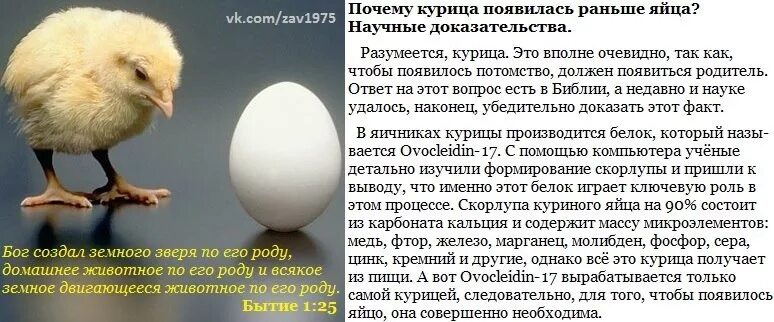 Что появилось первее курица. Курица или яйцо. Яйцо появилось раньше. Кто первый появился курица или яйцо. Кто появился раньше курица или яйцо.