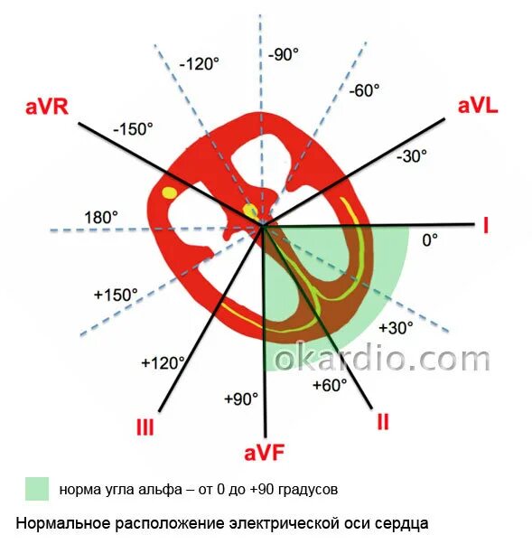 Эос электрическая ось сердца. Полугоризонтальная электрическая электрическая ось сердца. Электрическая ось сердца угол альфа. Нормальное положение эос угол альфа. Угол альфа 110 градусам направление эос.