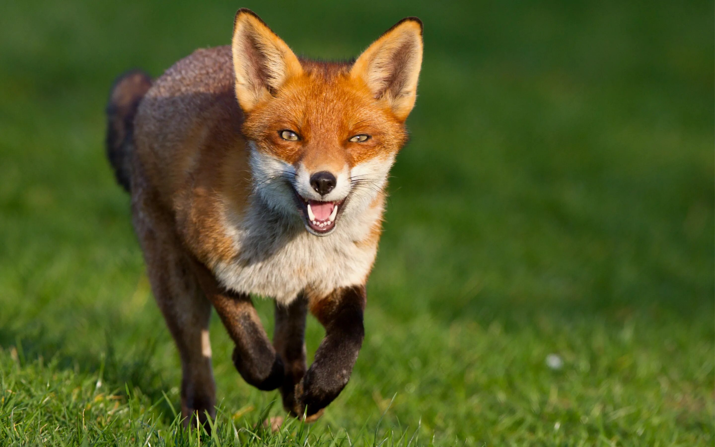 Fox because