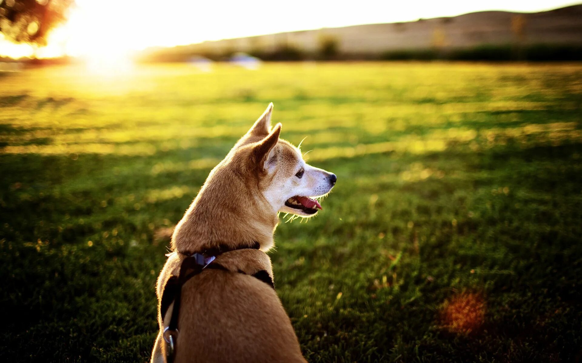 Dog pic. Акита-ину. Сиба ину. Картинки на рабочий стол собаки. Красивые собаки на рабочий стол.