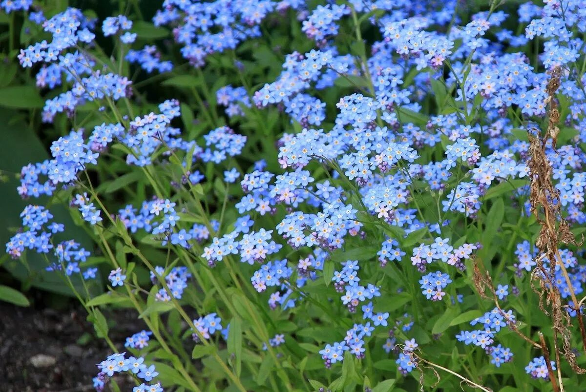 Альпийская Незабудка многолетник. Незабудка Полевая (Myosotis arvensis). Незабудка Лесная Форгетминот. Незабудка стелющаяся многолетняя.