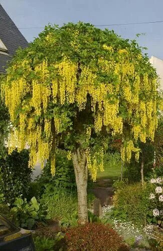 Желтый бобовник фото и описание Семена Бобовник Золотой дождь, Laburnum anagyroides, 10 штук AliExpress