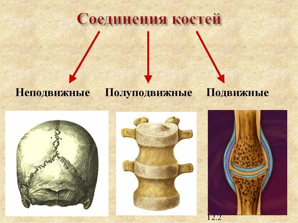 Место соединения костей. Биология 8 кл.соединение костей. Типы соединения костей 8 класс. Непрерывные фиброзные соединения костей рисунок. Подвижное и неподвижное соединение костей.